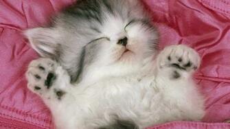 Cute Cat Wallpaper Desktop Dog Breeds Picture