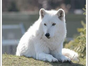 Arctic Wolf Face Wallpaper