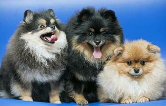 Wallpaper Trio Funny Spitz Image For Desktop Section