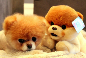 Boo Stuffed Cute Wallpaper Desktop Background For HD
