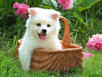 Wallpaper Widescreen Stuff Top Ten Beaches Friends Pets