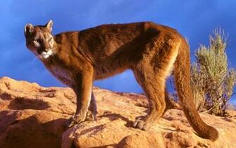 Desktop Young Mountain Lion Pictures Wallpaper 3d HD Colour
