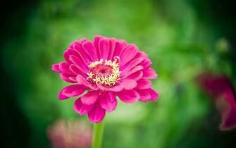 Charming Feminine Pink Flowers HD Wallpaper Flower