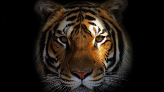 Lion Closeup HD Animals 4k Wallpaper Image Photos