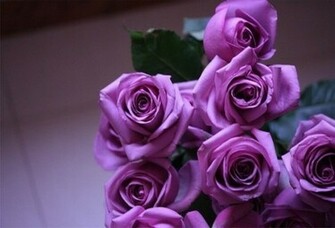 Beautiful Flowers Roses Purple