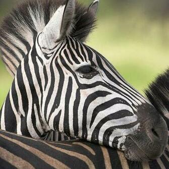 Zebra iPad Wallpaper Background