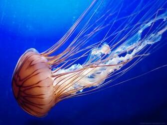Jellyfish Wallpaper