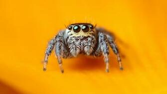 Wallpaper Jumping Spider 5k 4k Macro Black Eyes