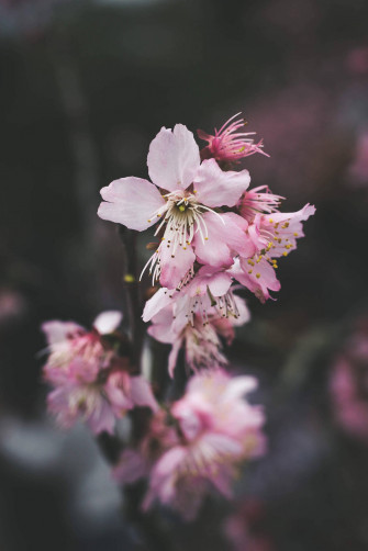 Pink Flowers Aesthetic Wallpaper