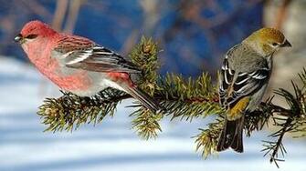 Two Birds Wallpaper HD Pw