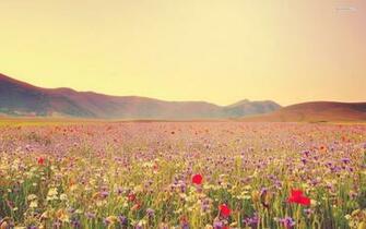 Field Of Wildflowers Wallpaper Original