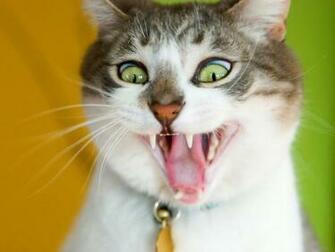 Funny Cat Wallpaper For Desktop