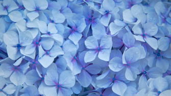 Hydrangea Wallpaper For Meizu