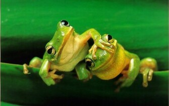 Cute Frog Funny HD Pictures