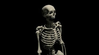 3d Skeleton Wallpaper HD Wallaper