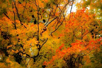 Desktop Wallpaper Fall Foliage In HD