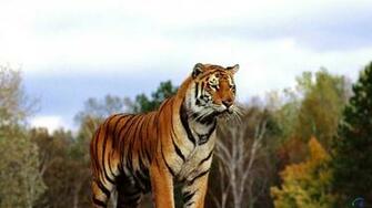 Wallpaper Bengal Tiger X Desktop And
