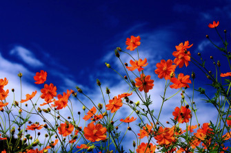 Orange Color Flower HD Wallpaper