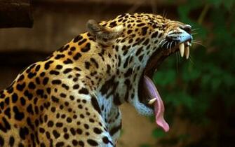 Beauty Cute Amazing Animal Wild Leopard Big Cat Wallpaper