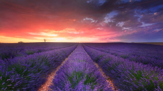 Lavander Flower Field Sunset Nature Scenery 4k Phone iPhone