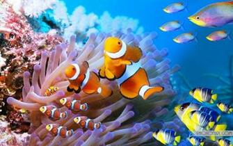 Aquatic Sea Creatures Life Wallpaper For Computer And Laptops Desktops