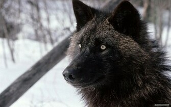 Wallpaper Animal Wolf