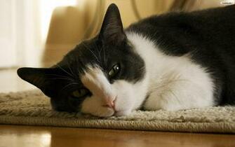 Youwall Sleepy Cat Wallpaper