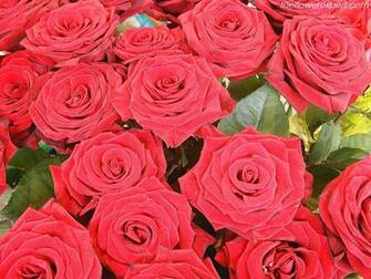 Exclusive Wallpaper On Beautiful Flowers The Flower Expert