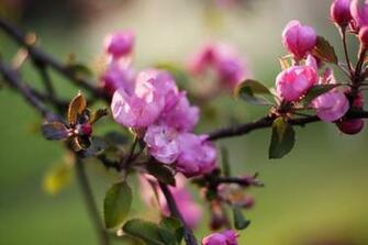 Apple Blossom Wallpaper