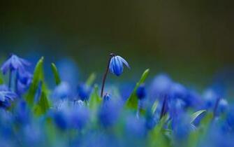 Flowers Flower Wallpaper Blue