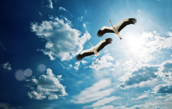 Birds Flying Wallpaper