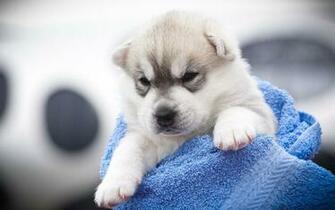 Siberian Husky Puppy Wallpaper