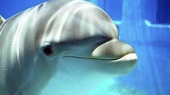 Dolphin Wallpaper Best