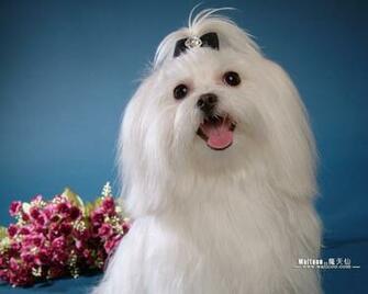 Maltese Puppies Wallpaper Pictures No