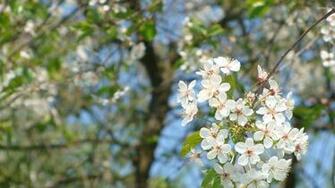 White Spring Blossoms On A Sunny Day Wallpaper Flower