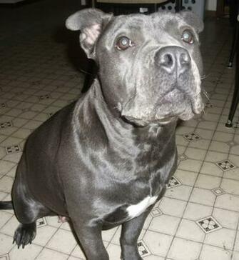 Blue Nose Pitbull Wallpaper