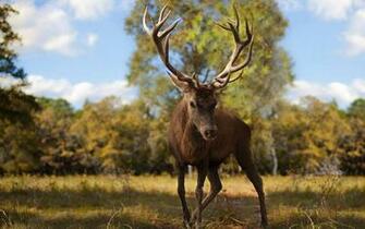 Fowl Elk Wallpaper Animal