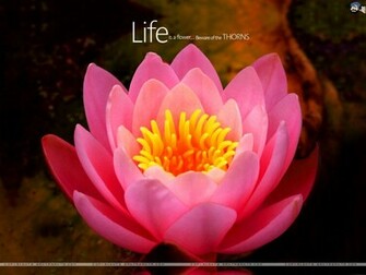 Santabanta Nature Wallpaper Amazing Spring
