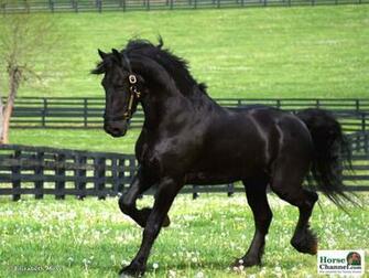 Friesian Screensaver And Wallpaper