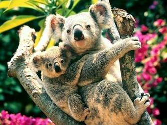 Koala Bear Wallpaper