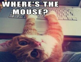 Cat Meme Quote Funny Humor Grumpy Computer Wallpaper Background