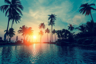 Palm Tree Wallpaper Best HD For Laptop