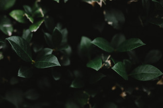 Wallpaper Id Dark Green Leaves On Plants Outside Lost