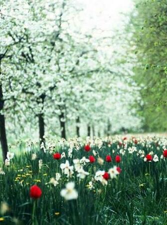 Tulip Wallpaper Screensavers