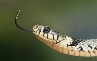 Snake Wallpaper Best