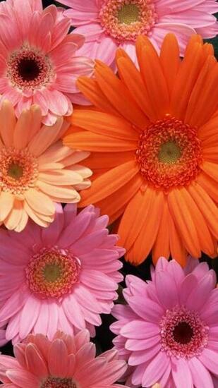 iPhone Wallpaper Gerbera Flowers And Daisy