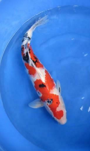 Bigger Koi HD Live Wallpaper For Android Screenshot