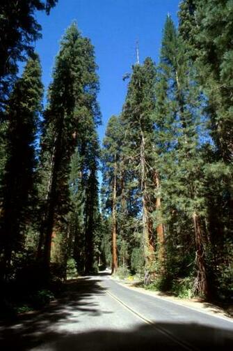 Pictures Sequoia National Park