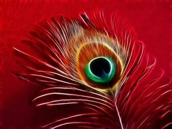 Peacock Feather HD Wallpaper Background Image Id