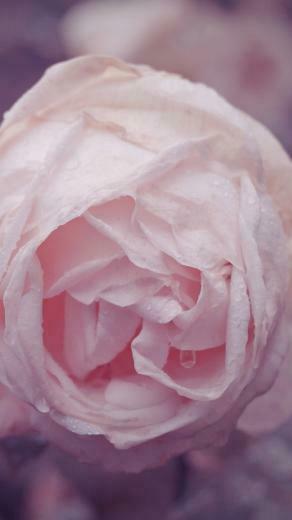Rose iPhone 5s Wallpaper iPad
